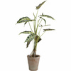KARE roślina dekoracyjna ALOCASIA 80 cm