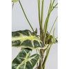 KARE roślina dekoracyjna ALOCASIA 80 cm